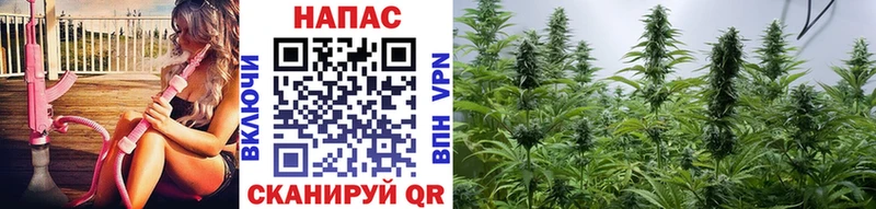 Канабис конопля  Бор 